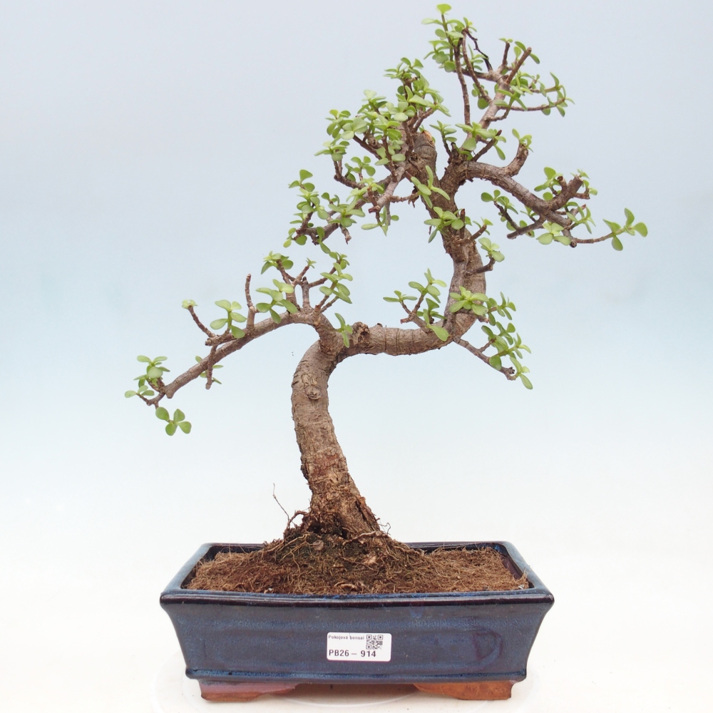 Zimmer Bonsai - Portulakaria Afra - Tlustice