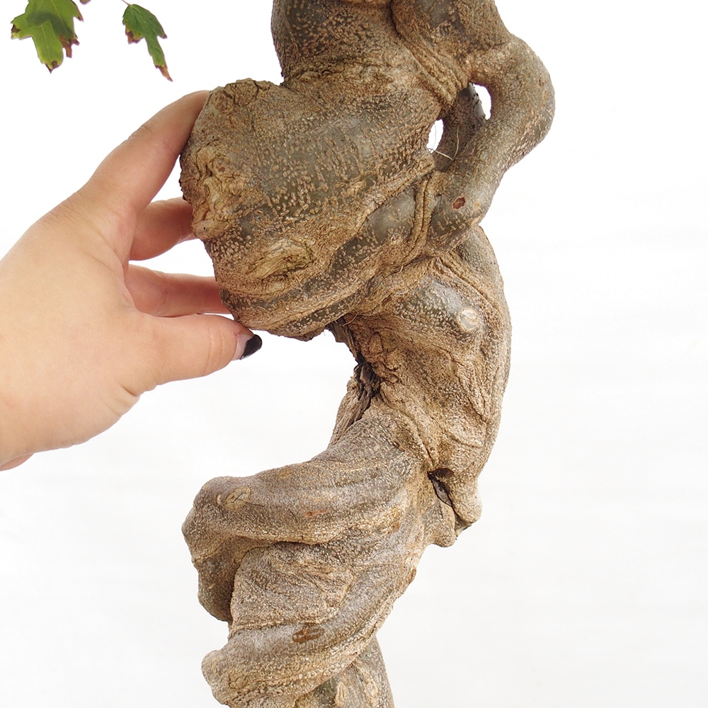 Bonsai im Freien - Ahorn Buergerianum - Burger Maple