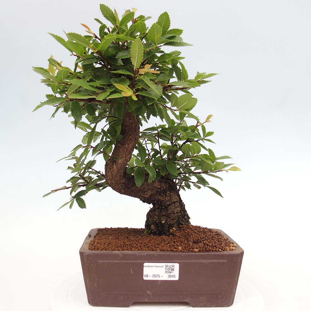 Bonsai im Freien - Zelkova - Zelkova serrata