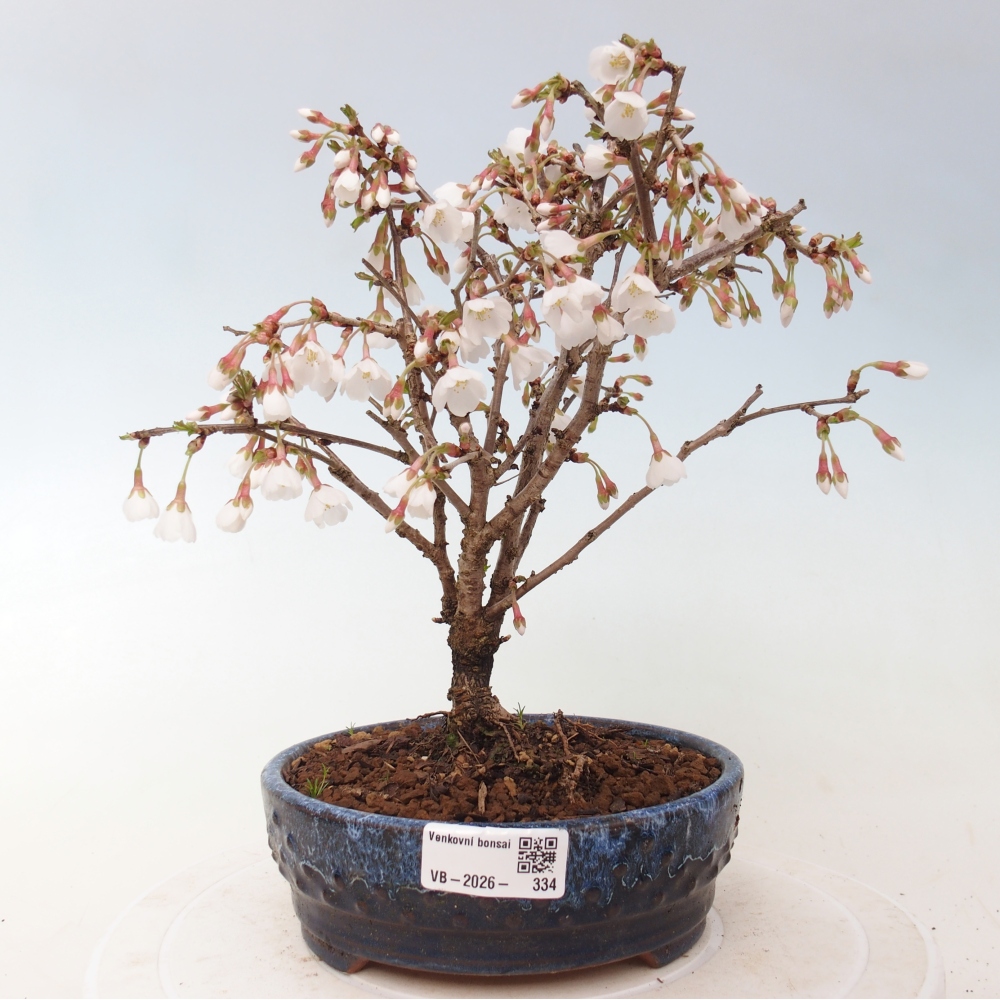 Bonsai für draußen - Prunus incisa Kojou-no mai-Plivon ausgeschnitten