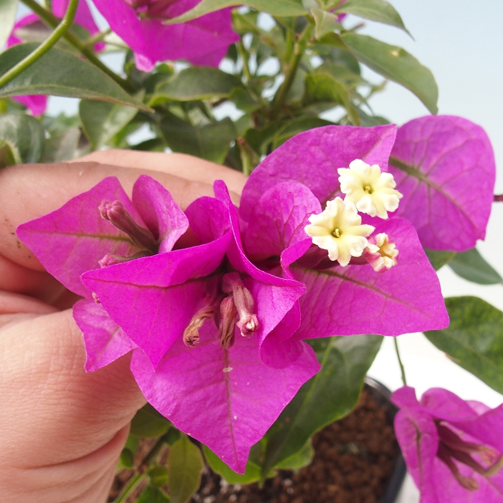 Zimmer Bonsai - Bouganwilea