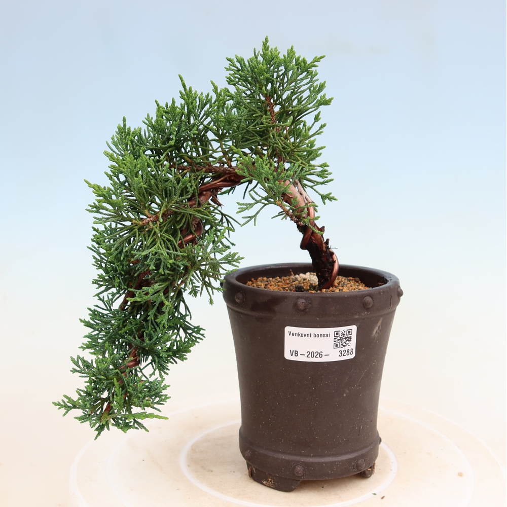 Bonsai für draußen - Juniperus chinensis Kishu