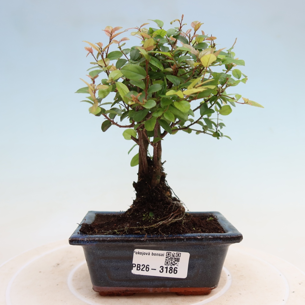 Zimmer Bonsai - Sageretia thea - Sageretia thea