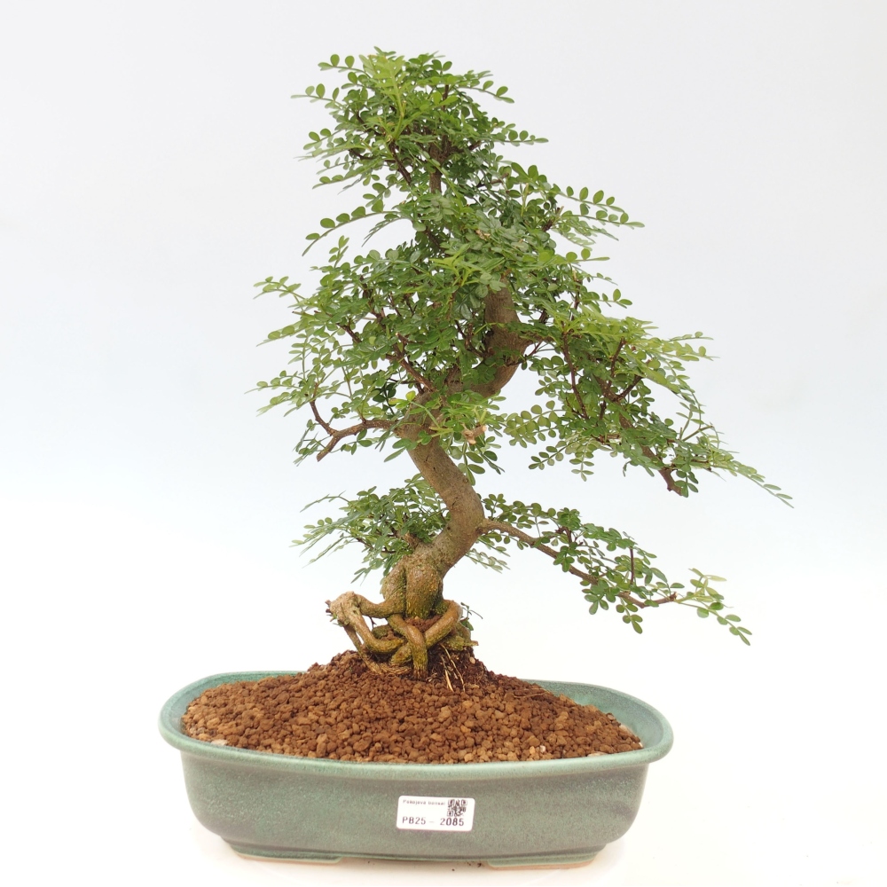 Zimmerbonsai - Zantoxylum piperitum - Pfefferminze