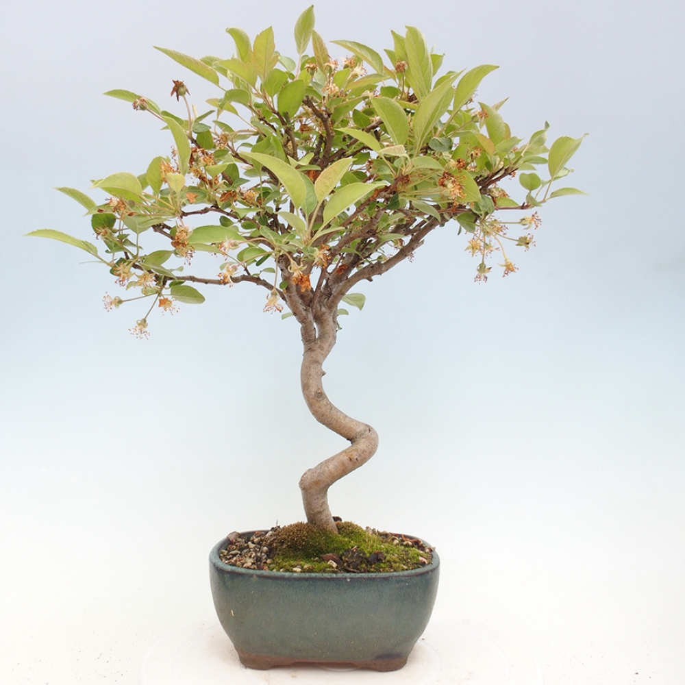 Bonsai im Freien - Malus halliana - Kleinfruchtiger Apfelbaum