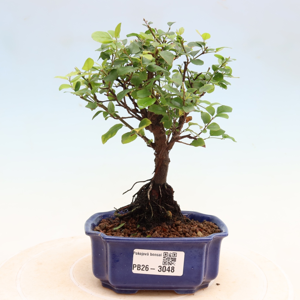 Zimmer Bonsai - Sageretia thea - Sageretia thea