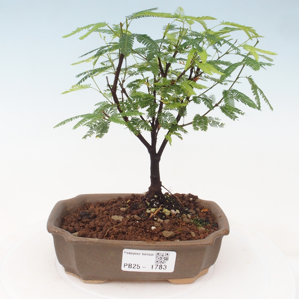 Zimmer Bonsai-Calliandra surinamensis Dixie Pink -Kaliandra von Suria