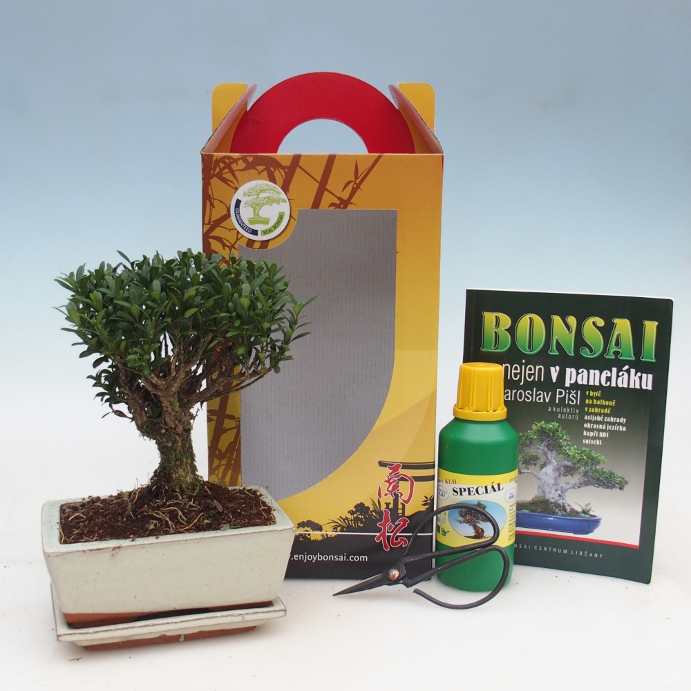Zimmerbonsai im Geschenkkarton