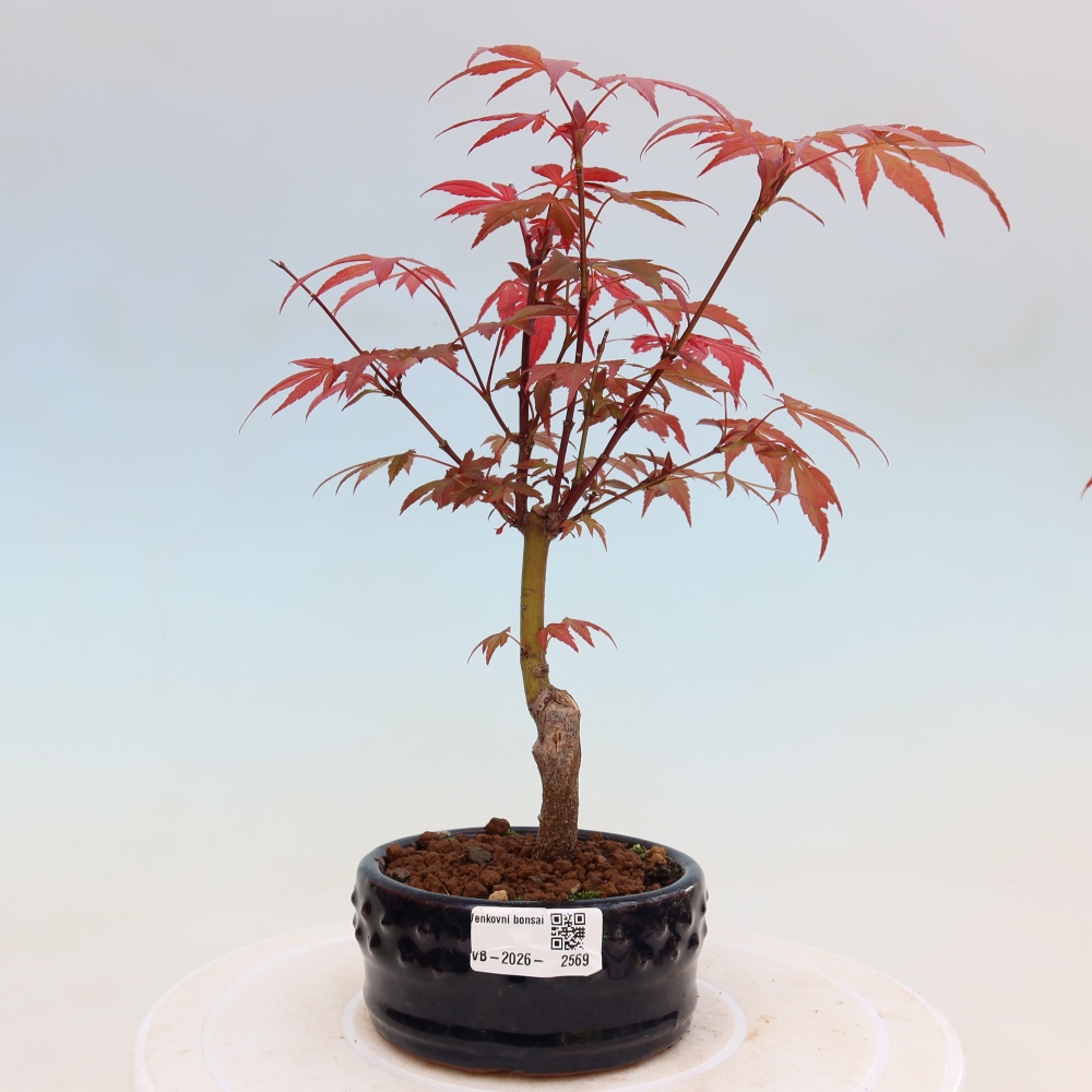 Bonsai für draußen - Acer-Palme. Atropurpureum-Javor palmate