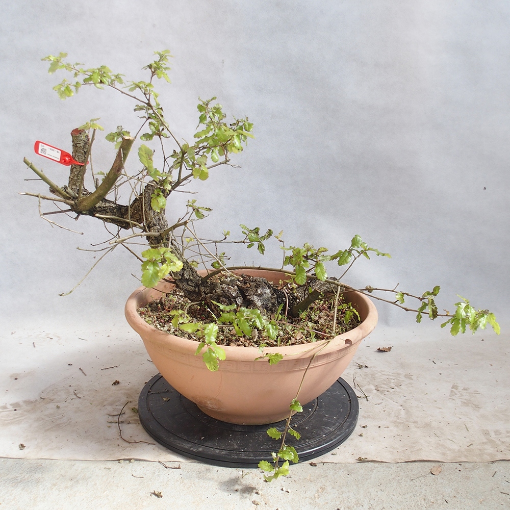 Freilandbonsai Quercus Cerris - Eiche Cer