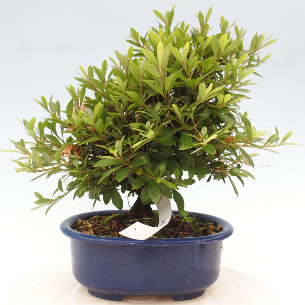 Bonsai im Freien - Japanische Azalee - Azalea Nikko