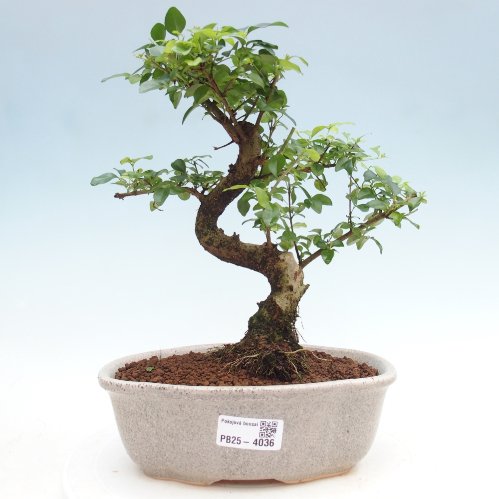 Zimmer Bonsai -Ligustrum chinensis - Vogelschnabel