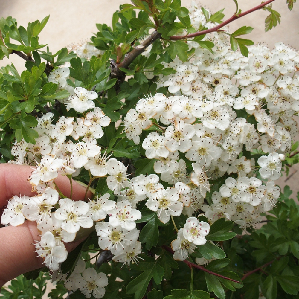 Bonsai im Freien - Weißdorn - Crataegus monogyna