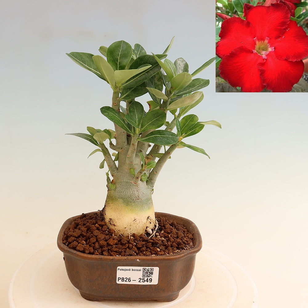 Zimmerbonsai – Adenium obesum „Red Star“ – Wüstenrose