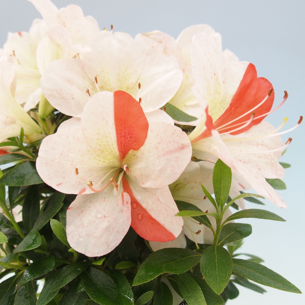 Bonsai im Freien - Japanische Azalee - Azalea Asazakura
