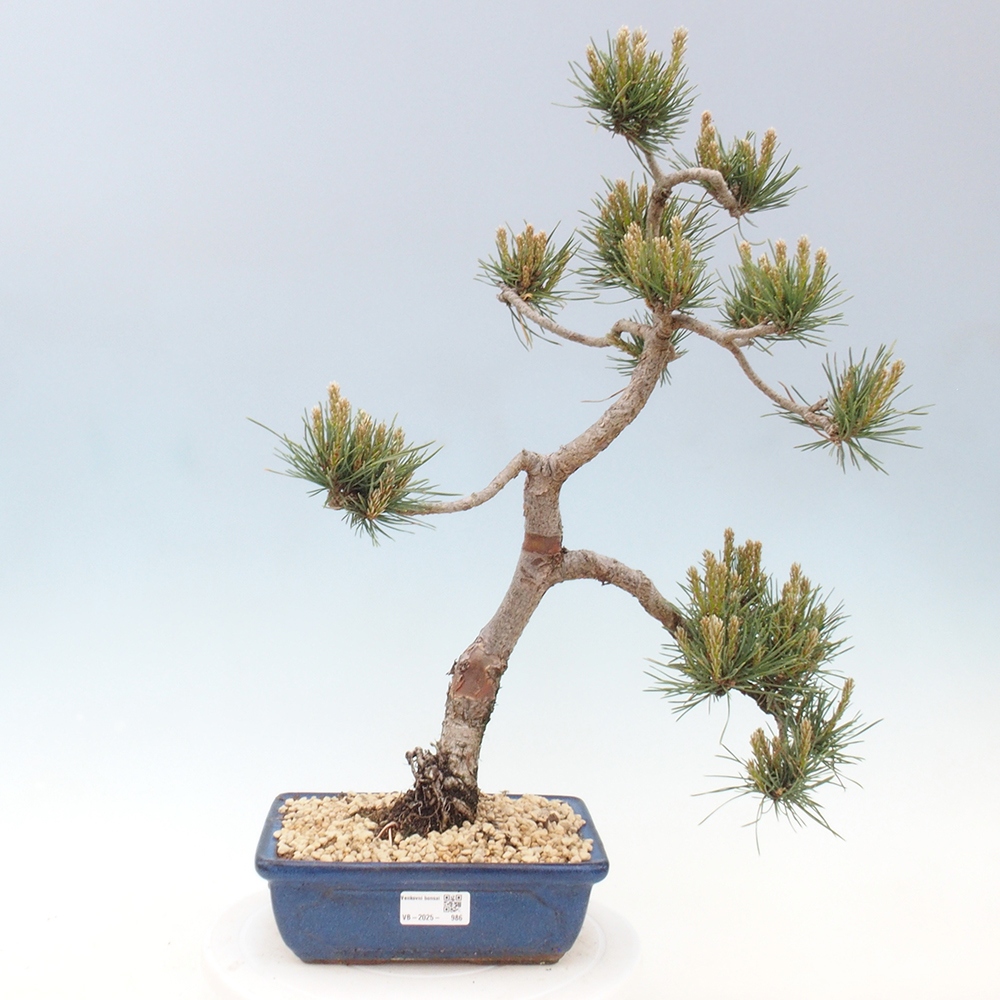 Bonsai im Freien - Pinus Sylvestris - Waldkiefer