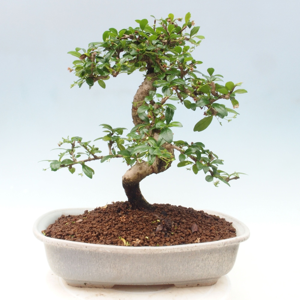 Zimmer Bonsai - Carmona macrophylla - Tea Fuki