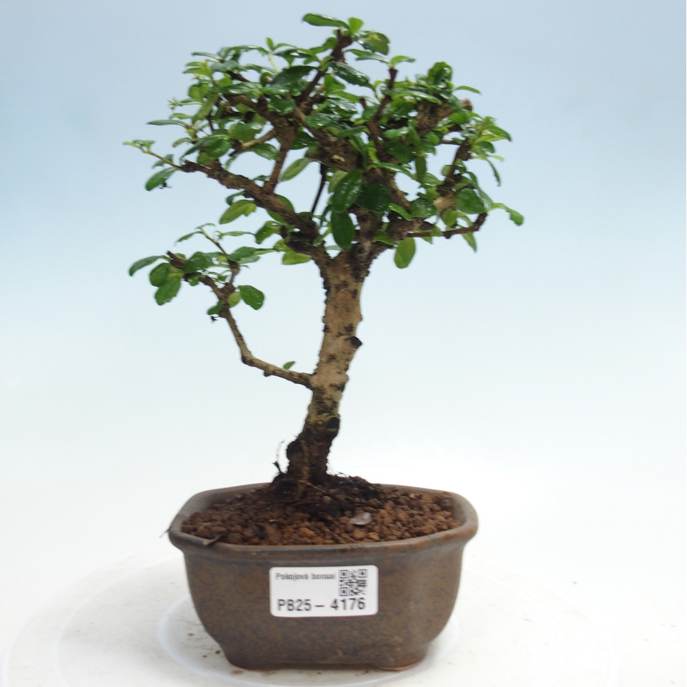 Zimmerbonsai - Carmona Macrophylla - Fuki-Tee