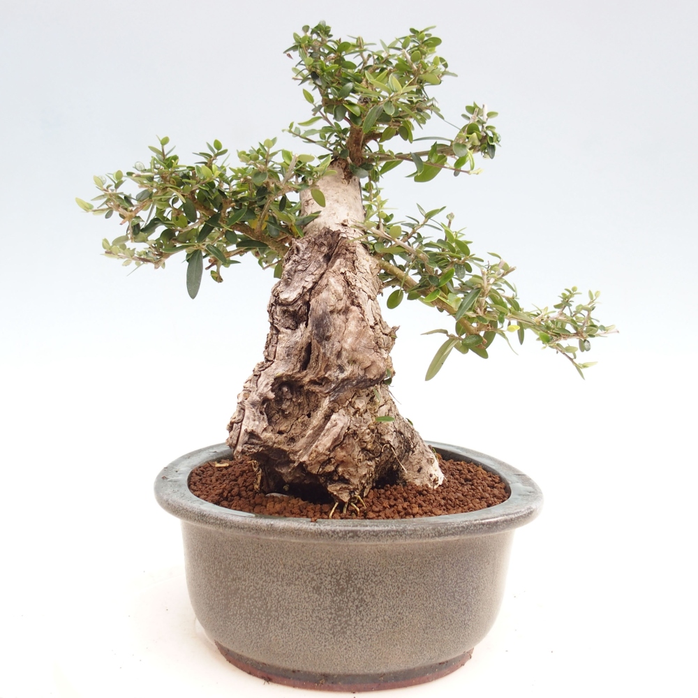 Indoor-Bonsai - Olea europaea sylvestris - Europäisches kleinblättriges Olivenöl
