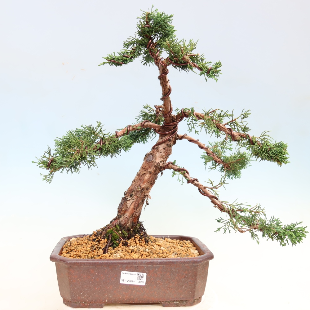 Bonsai für draußen - Juniperus chinensis Kishu