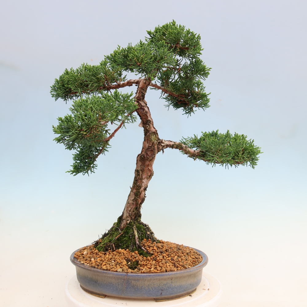 Bonsai für draußen - Juniperus chinensis Kishu