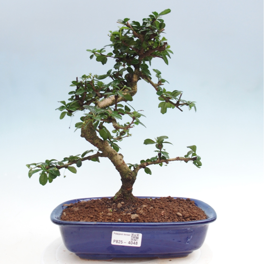 Zimmer-Bonsai - Carmona macrophylla - Tee-Fuki
