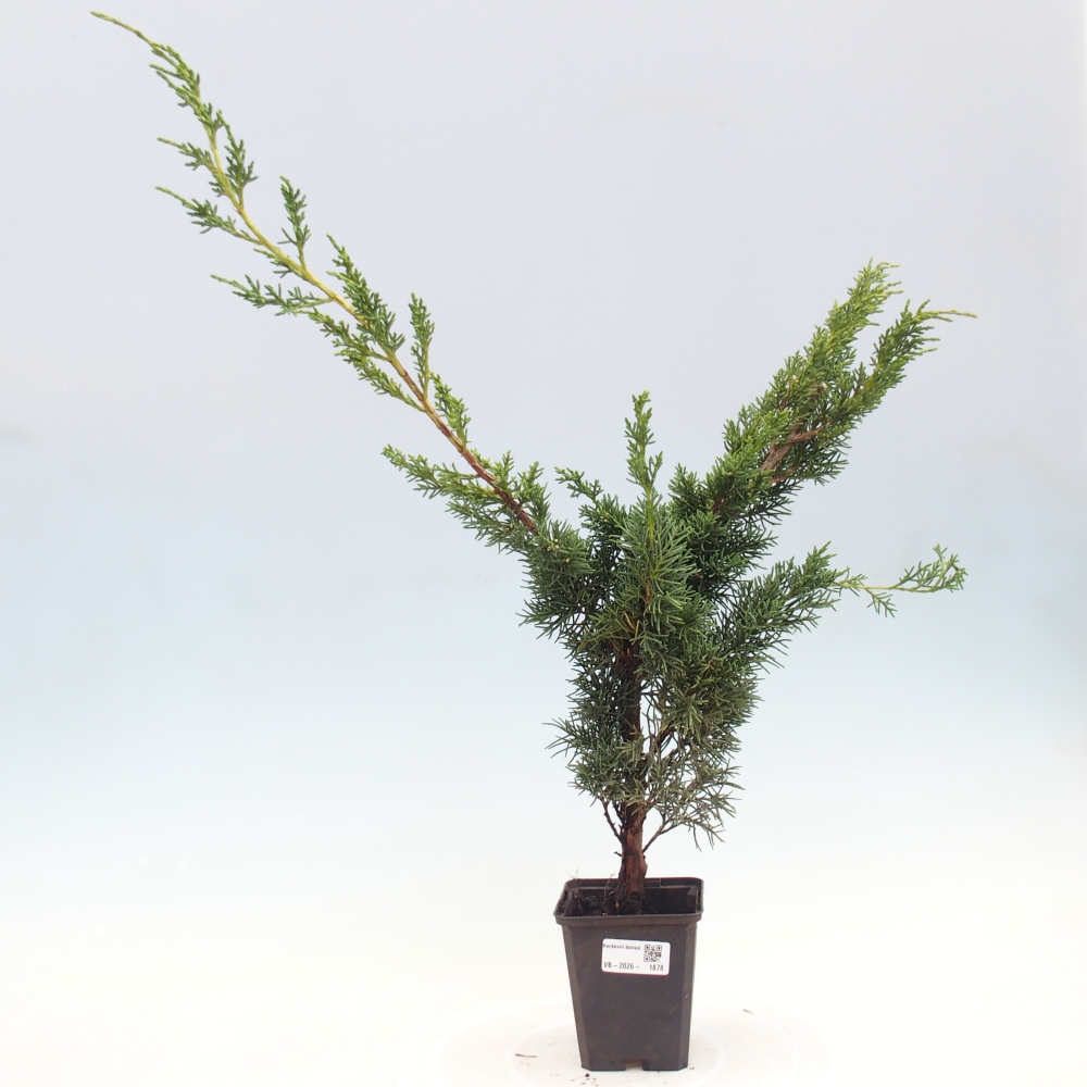Bonsai für draußen - Juniperus chinensis Kishu