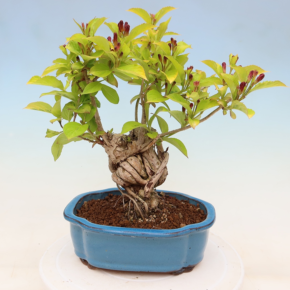 Freiland-Bonsai – Weigela subsessilis – Koreanische Weigela