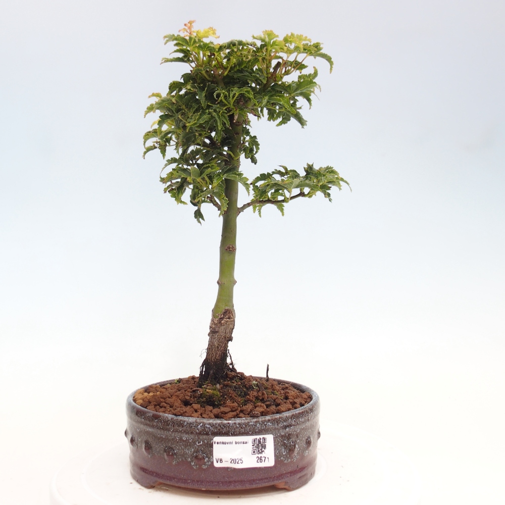 Bonsai im Freien - Acer palmatum Shishigashira-Ahorn