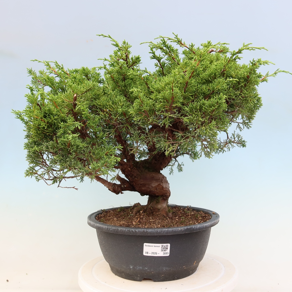 Bonsai für draußen - Juniperus chinensis Itoigawa-Juniperus chinensis