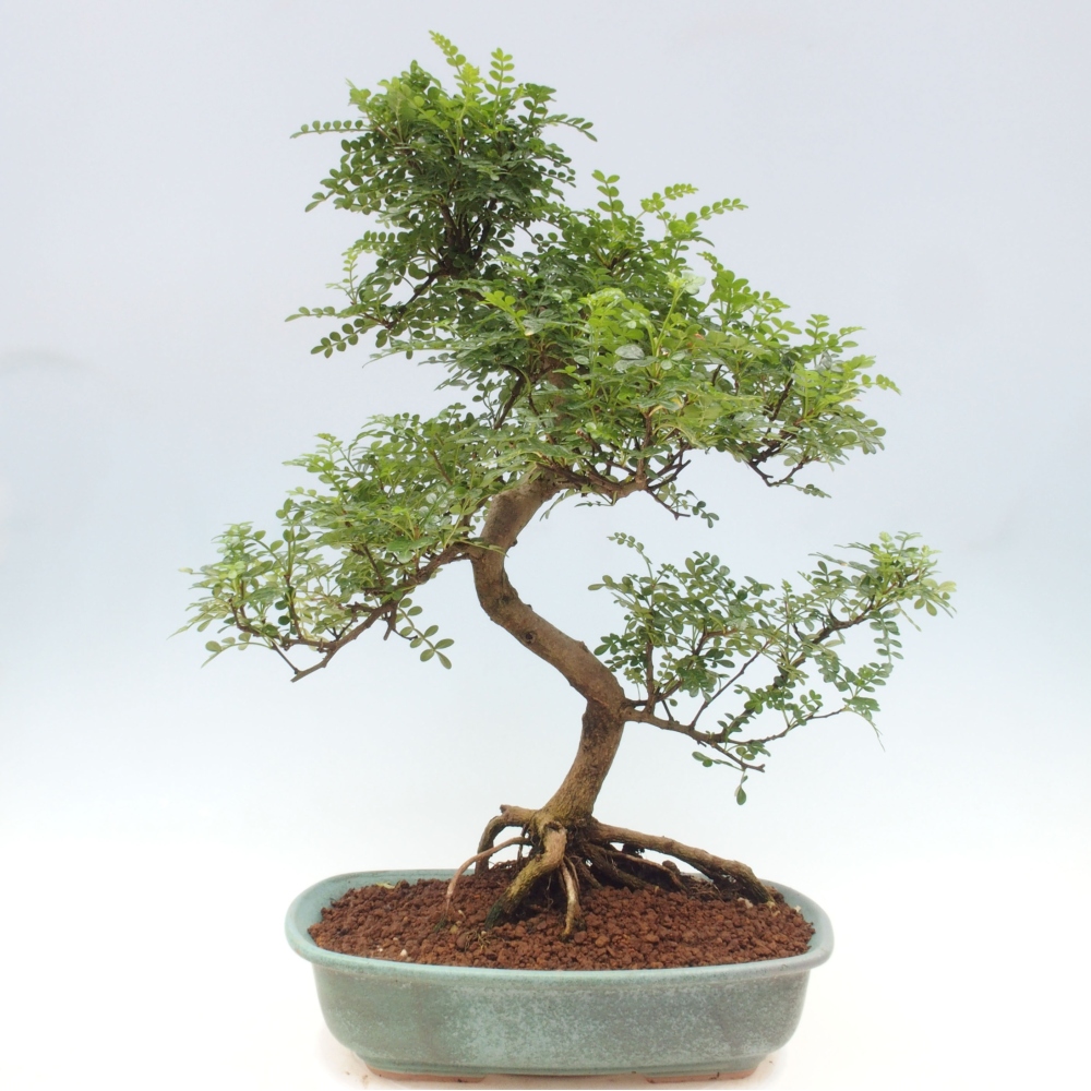 Zimmerbonsai - Zantoxylum piperitum - Pfefferminze