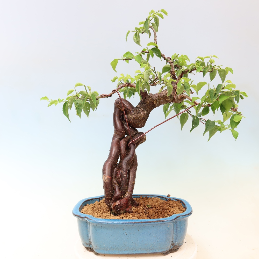 Bonsai für den Außenbereich – Japanischer Aprikosenbaum – Prunus Mume