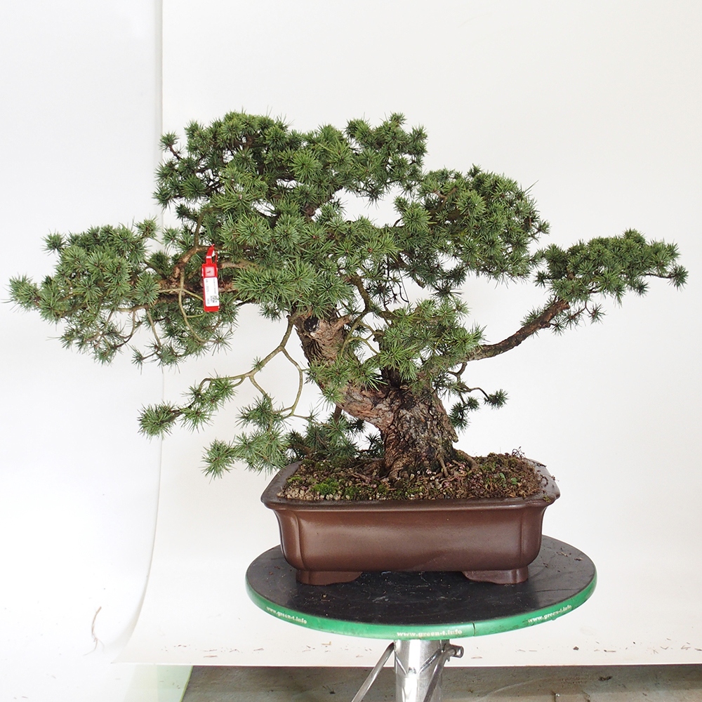 Yamadori - Pinus sylvestris Spanien