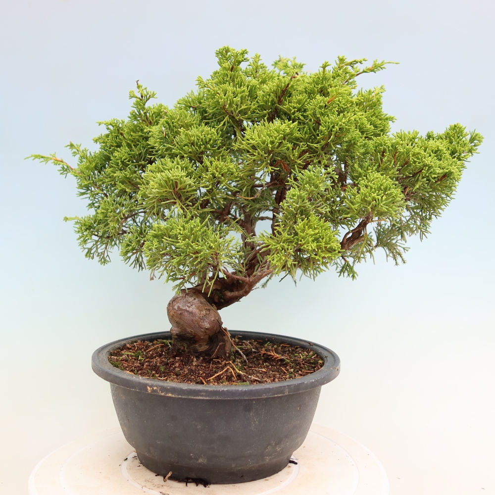 Bonsai für draußen - Juniperus chinensis Itoigawa-Juniperus chinensis