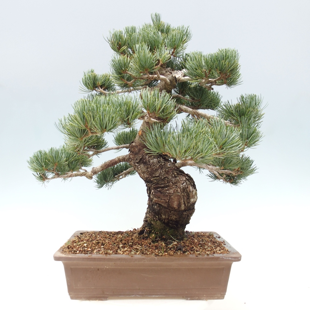 Bonsai im Freien - Pinus parviflora - kleine Kiefer