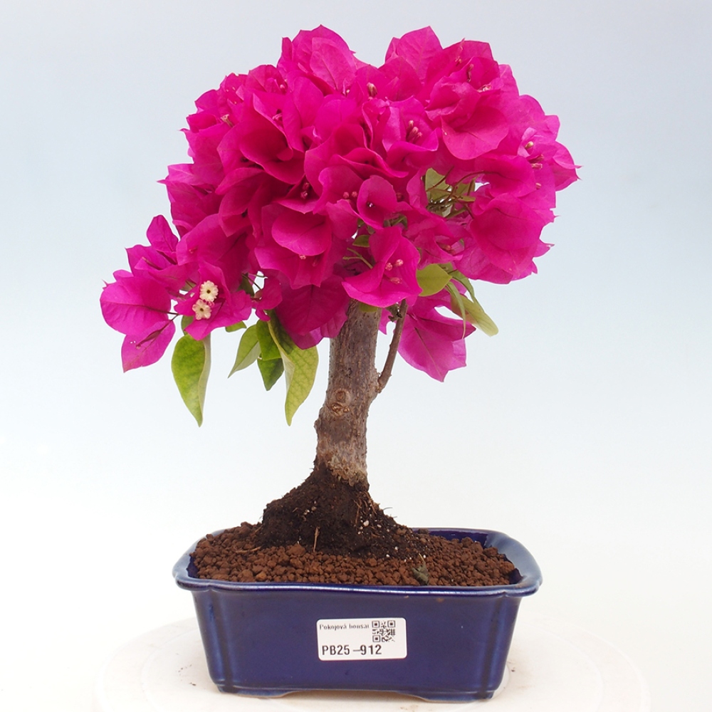Indoor Bonsai - Bouganwilea
