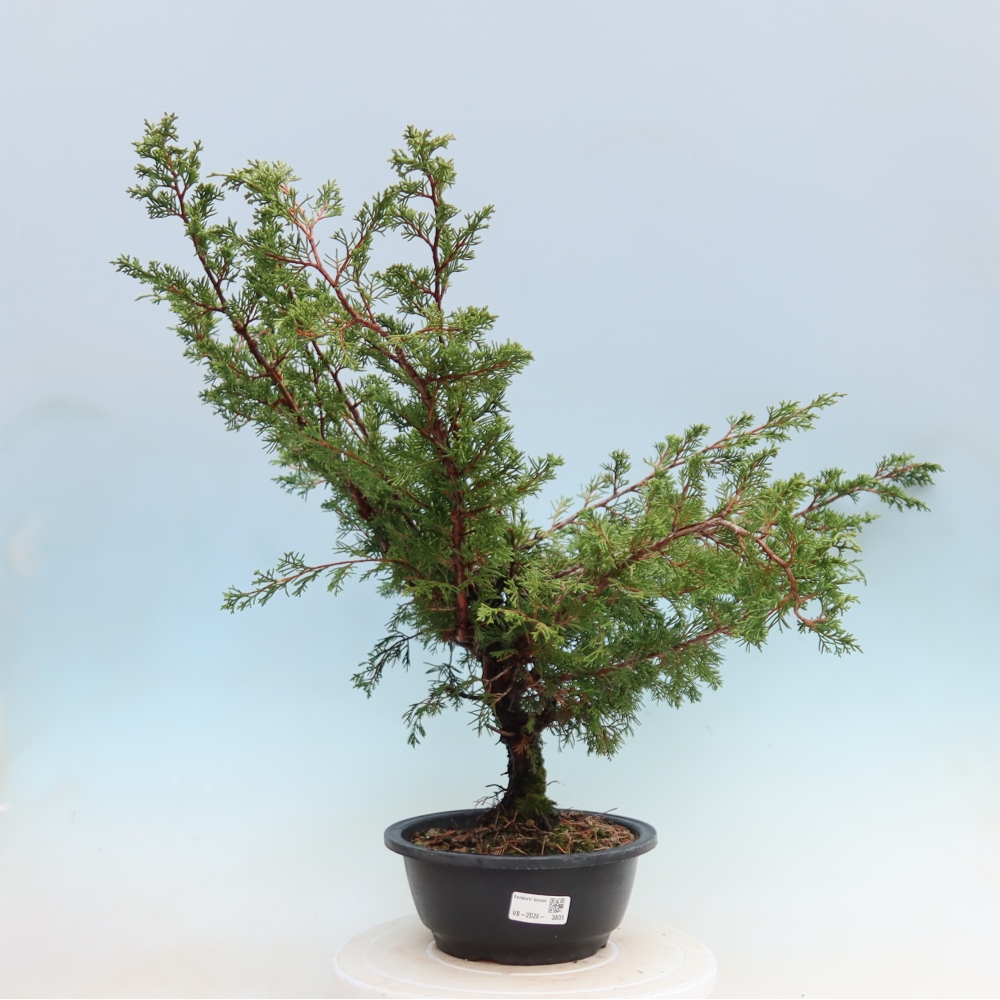 Bonsai für den Außenbereich – Juniperus chinensis Itoigawa – Chinesischer Wacholder