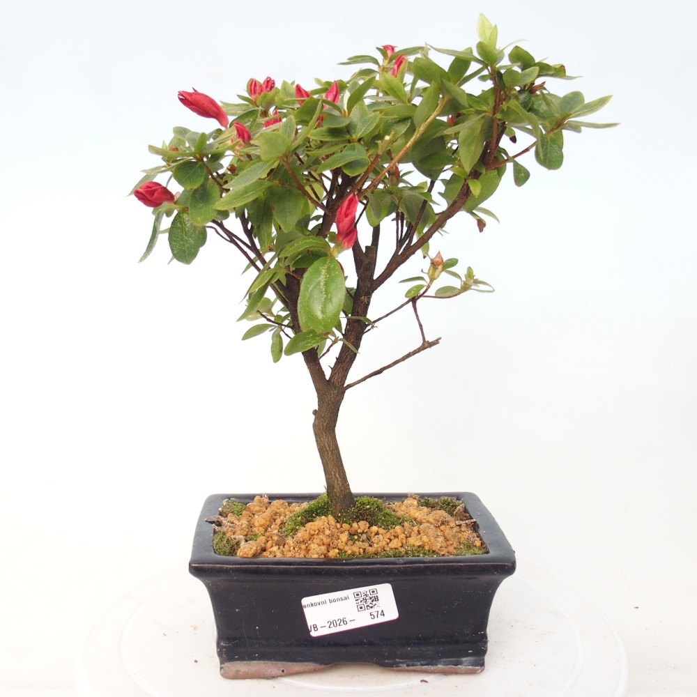 Bonsai für draußen - Japanische Azalee - Azalea sp.