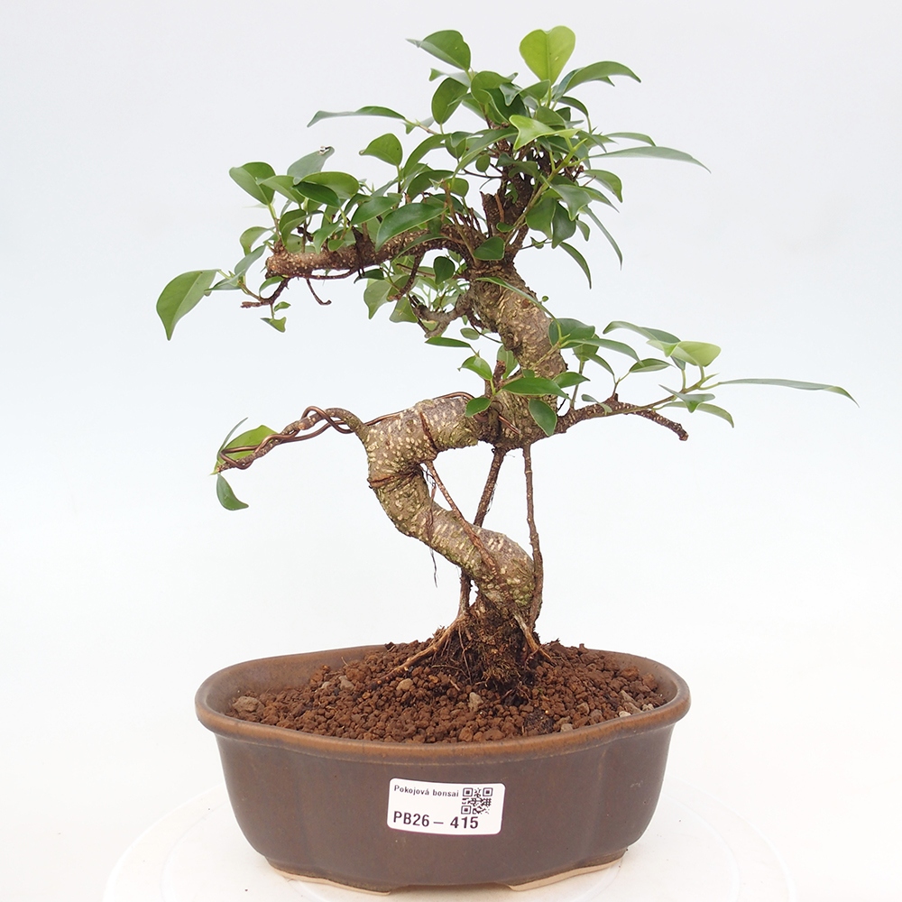 Zimmerbonsai - Ficus retusa - Kleinblättriger Ficus