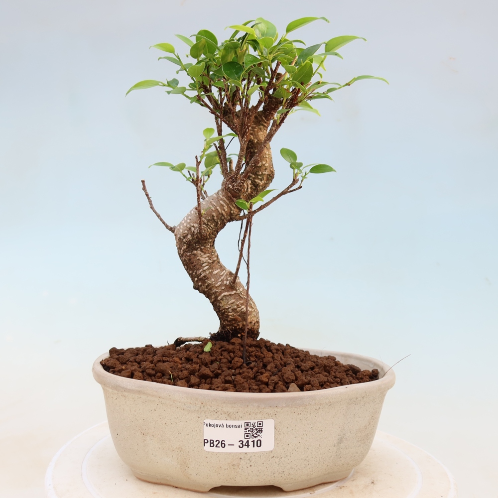 Zimmerbonsai - Ficus kimmen - Kleinblättriger Ficus