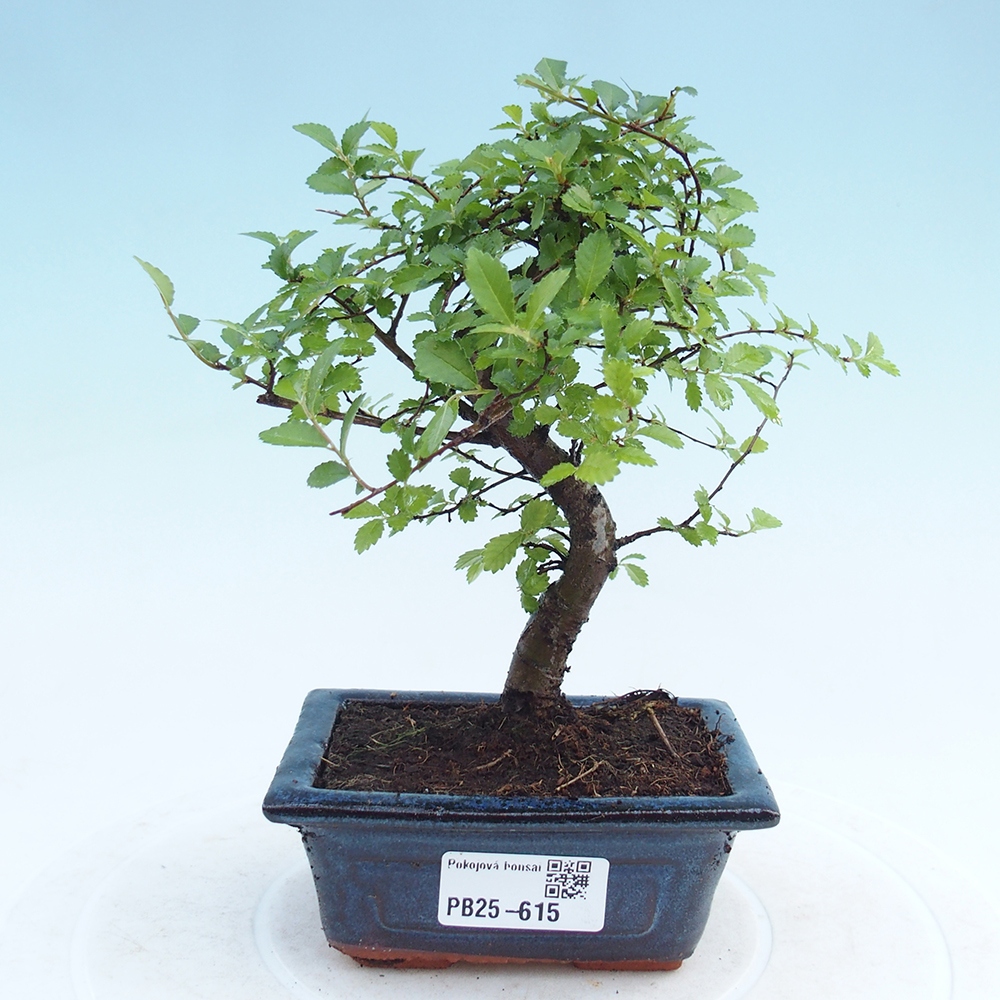 Zimmerbonsai - Ulmus parvifolia - Kleinblättrige Ulme