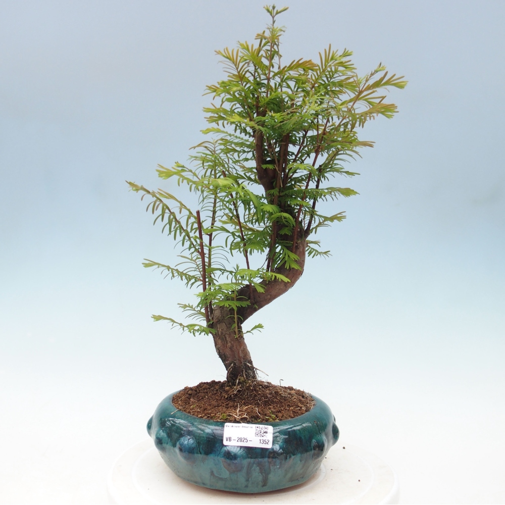 Bonsai im Freien - Metasequoia glyptostroboides - Chinesischer Metasequoia