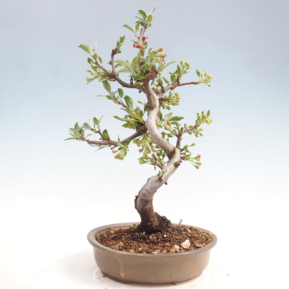 Outdoor Bonsai - Malus sargentii - Kleinfrüchtiger Apfelbaum