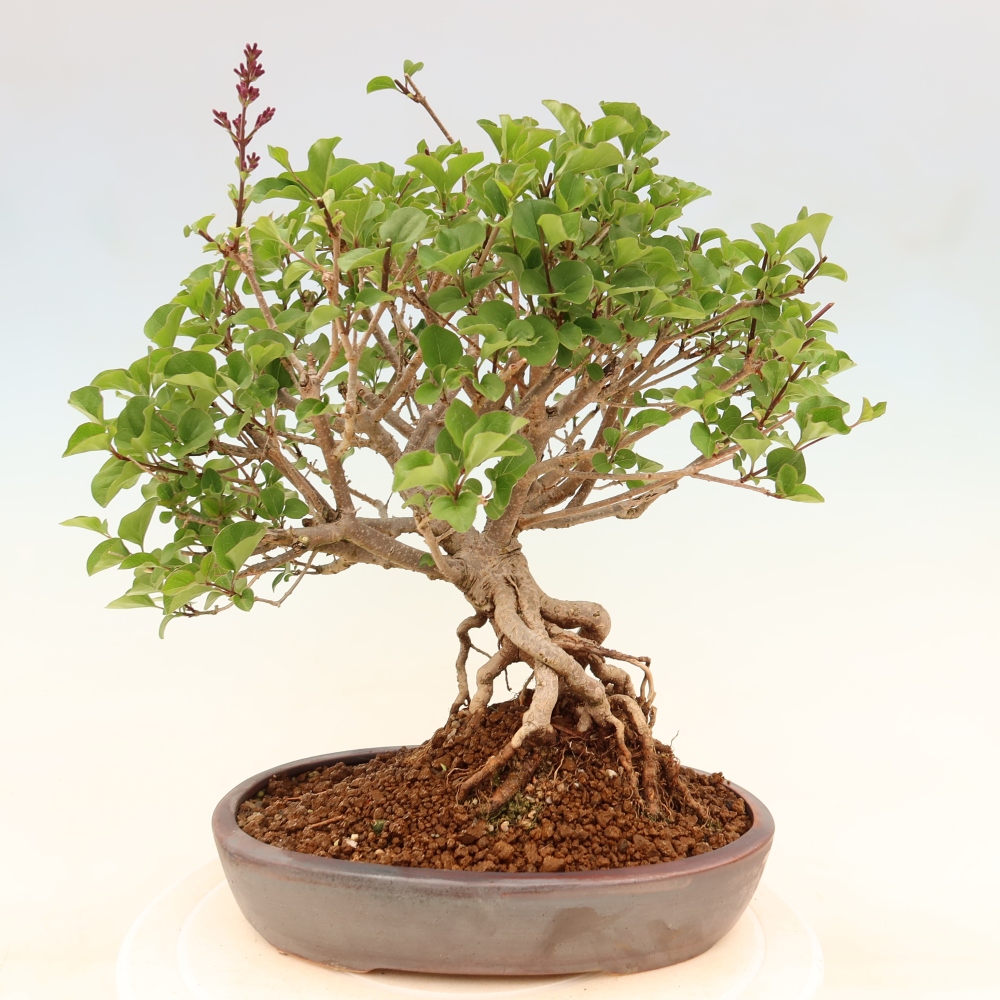 Bonsai für draußen - Syringa microphylla - Kleinblütiger Flieder