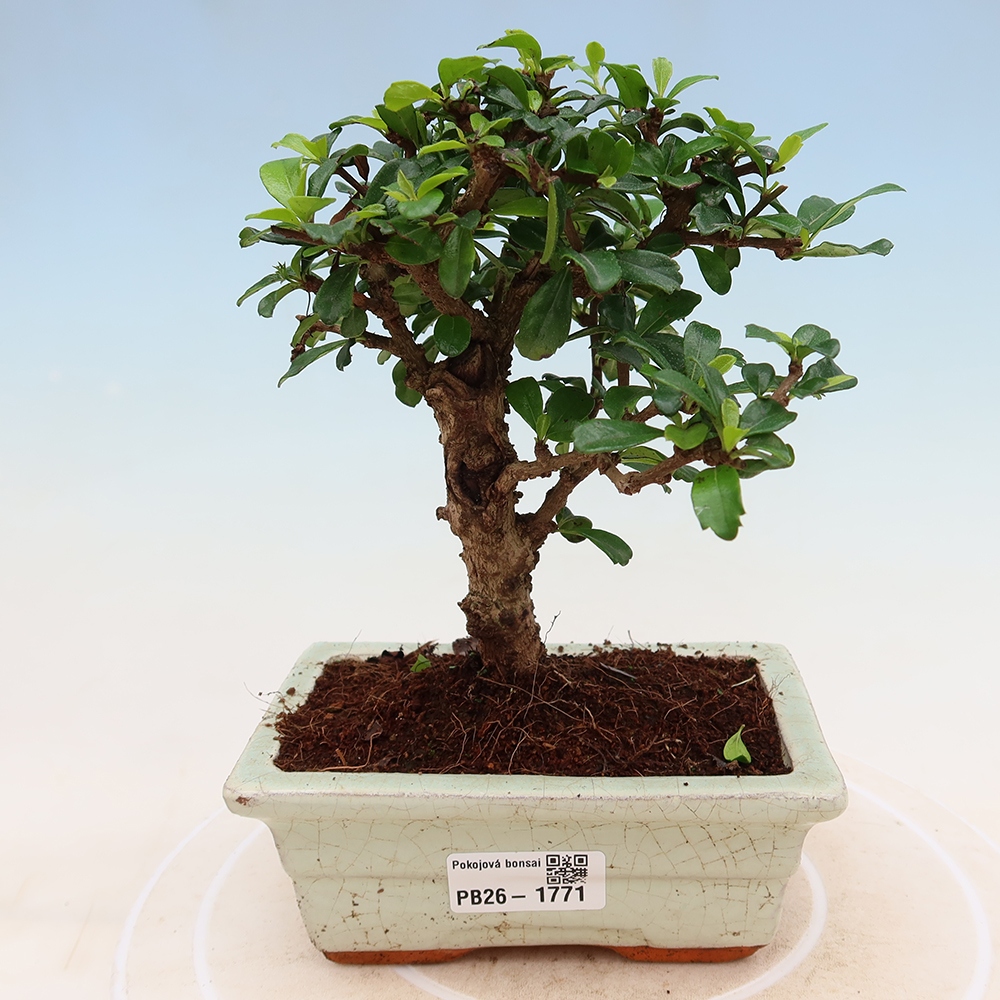Zimmer-Bonsai - Carmona macrophylla - Tee-Fuki
