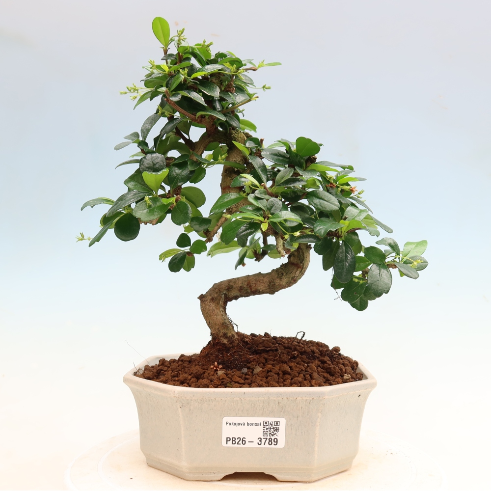 Zimmer-Bonsai - Carmona macrophylla - Tee-Fuki