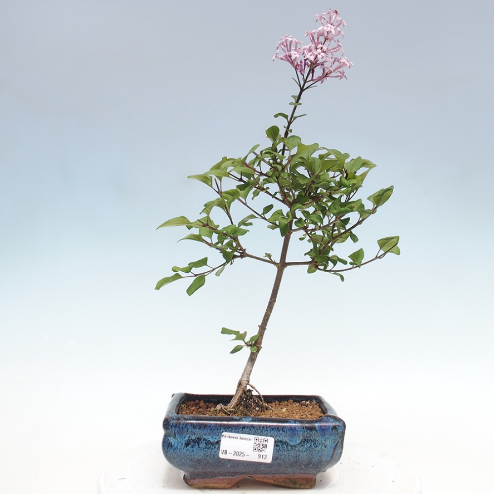 Bonsai im Freien – Syringa Meyeri Palibin – Meyers Flieder