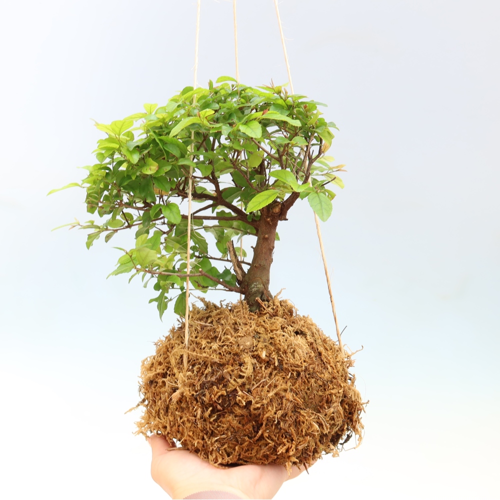 Kokedama in Keramik -Sagerecia-Tee - Sageretia thea