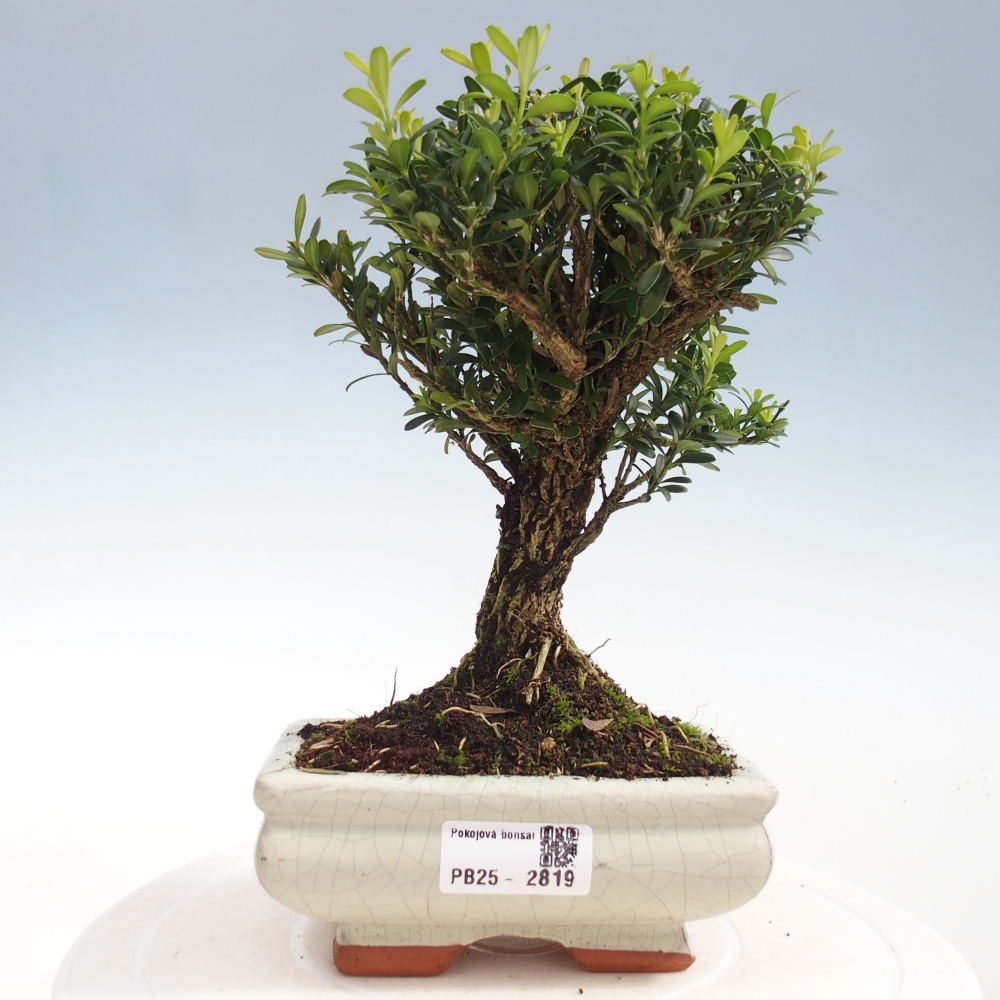 Zimmer Bonsai - Buxus harlandii - Kork Buchsbaum