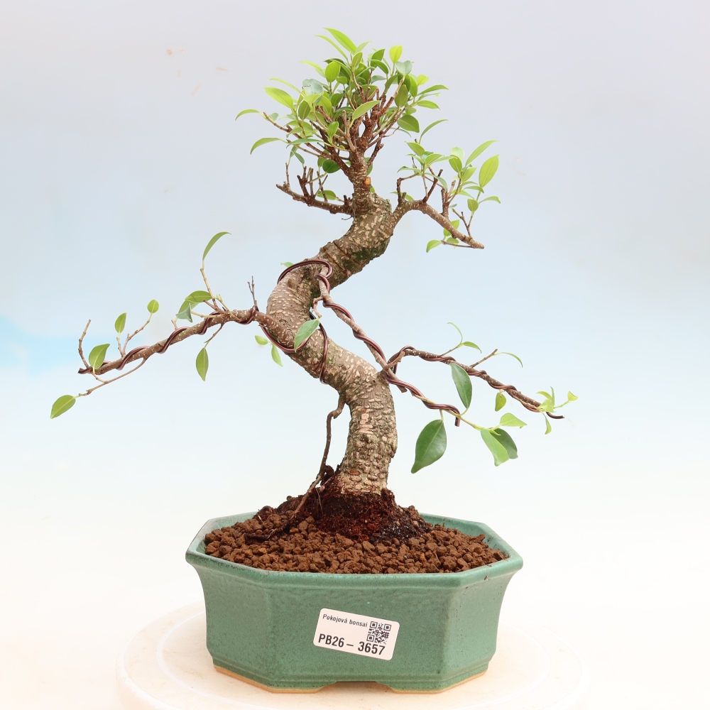 Zimmerbonsai - Ficus kimmen - Kleinblättriger Ficus